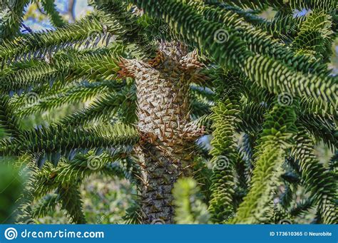 A Branch Of Evergreen Spiny Araucaria Tree Aka Jurassic Era Plant