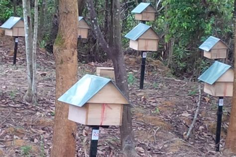 See more of uncle tan orchard stingless bee farm on facebook. My little vegetable garden: Kelulut or Stingless bees