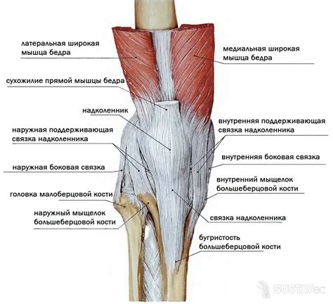 Анатомия коленного сустава и связок человека сумки в картинках фото и