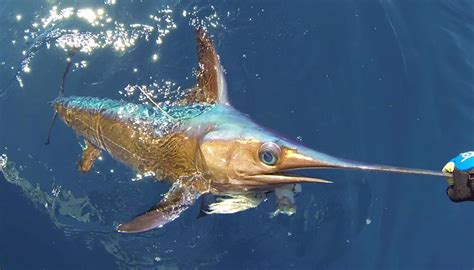 Non Longline Fisheries Should Be Allocated More Swordfish The
