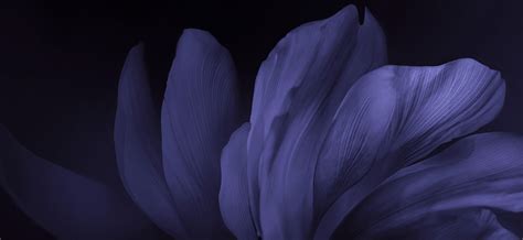 Amoled Black Flowers Wallpapers Wallpaper Cave