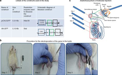 An Efficient Method For Generation Of Transgenic Rats Avoiding Embryo