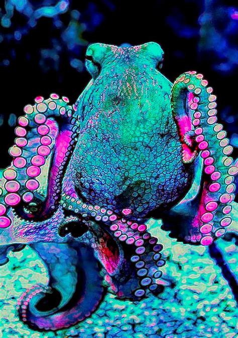 ️colorful Octopus Painting Free Download