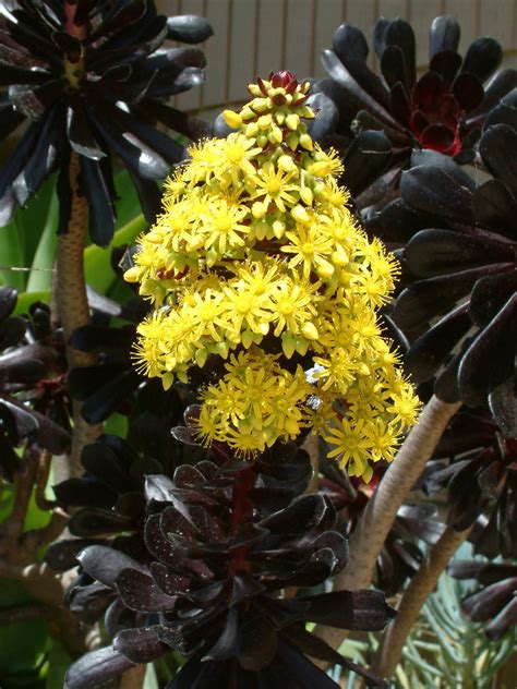 Rose flowers black rose flowers rose plant black rose plant flowers plant black flowers black plant roses high definition picture picture quality practical picture exquisite pictures printing application. Aeonium arboreum 'Zwartkop' (Black Rose) | World of ...