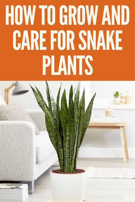 How To Grow And Care For Snake Plants Gardening Sun Gardening For