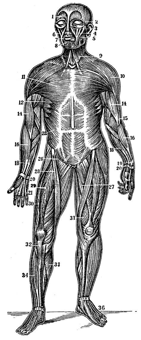 Muscle that adducts, internally rotates and flexes the arm is called: Front View of the Superficial Muscles of the Body | ClipArt ETC