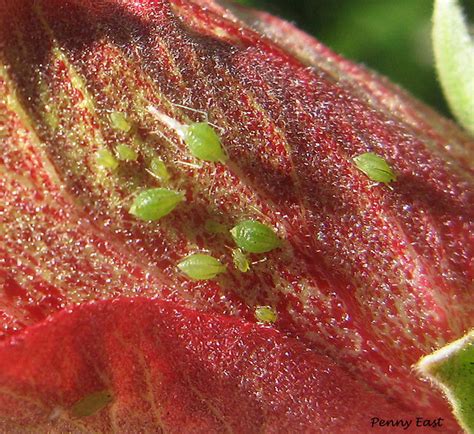 Aphids On Hibiscus Flickr Photo Sharing