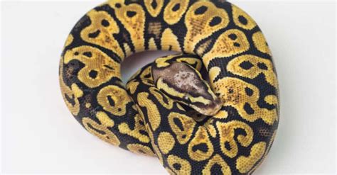 Scaleless Snakes Meet The Scaleless Ball Python Scaleless Corn Snake