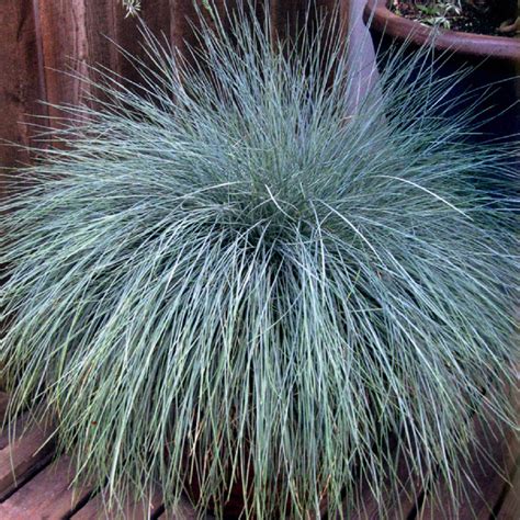 Southern Living Plants Beyond Blue Festuca Ornamental Grass 25 Qt