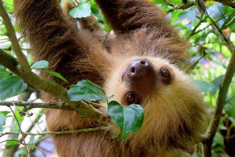 sloth sanctuary costa rica s atlantic coast