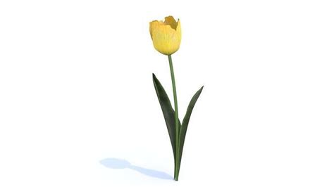 Low Poly Tulip Free Sample Free Vr Ar Low Poly 3d Model Cgtrader