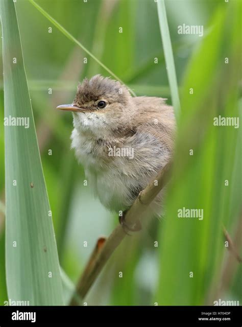 Eurasian Reed Warbler Acrocephalus Scirpaceus Perching In A Reed Bed