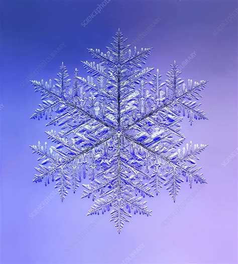 Stellar Dendrite Snowflake Light Micrograph Stock Image C0480132