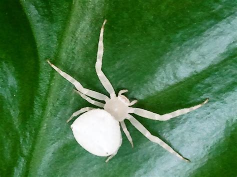 White Spider Rare Species A White Spider Enjoying Sun Sh Flickr