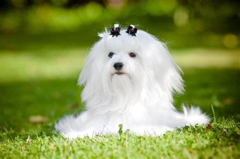Top 10 Most Popular Dog Breeds To Steal Petguide