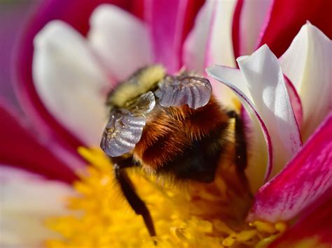 Maybe you would like to learn more about one of these? Abeille 4k Ultra HD Fond d'écran and Arrière-plan ...