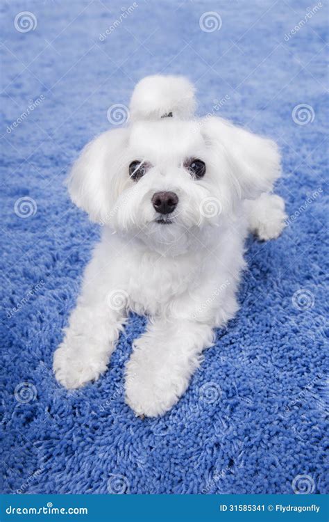Piccolo Cucciolo Maltese Bianco Sveglio Immagine Stock Immagine Di