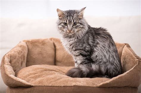 What Is A Mixed Breed Cat