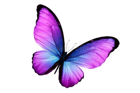 Beautiful Purple Butterfly Isolated On White Background Stock Photo