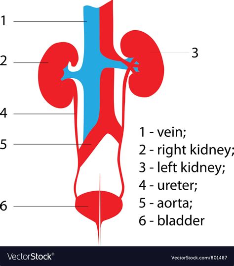 Kidneys Urinary System Poster Royalty Free Vector Image
