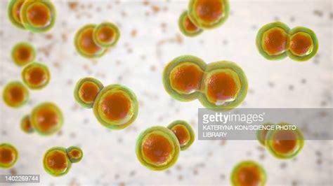 Blastomyces Photos And Premium High Res Pictures Getty Images