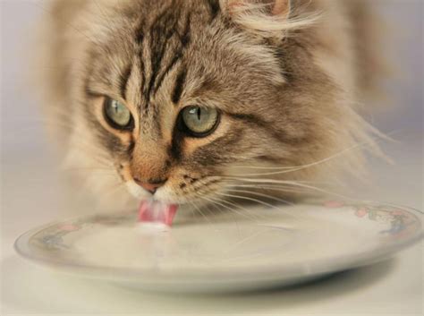 Solche kartoffeln können sie noch essen, wenn sie keime, schale und. Sind Kartoffeln giftig für Katzen?