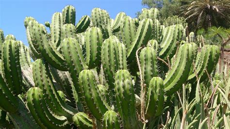 Tipos De Cactus Ejemplos Clasificación Y Características