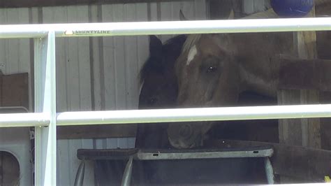 Buddy The Horse Getting In Trouble From Mr T Trying To Catch A Bad