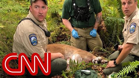 Cougar Kills Cyclist Mauls Another In Rare Attack Youtube