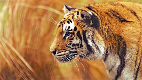 Photography Tiger Animals Big Cats Wallpapers Hd