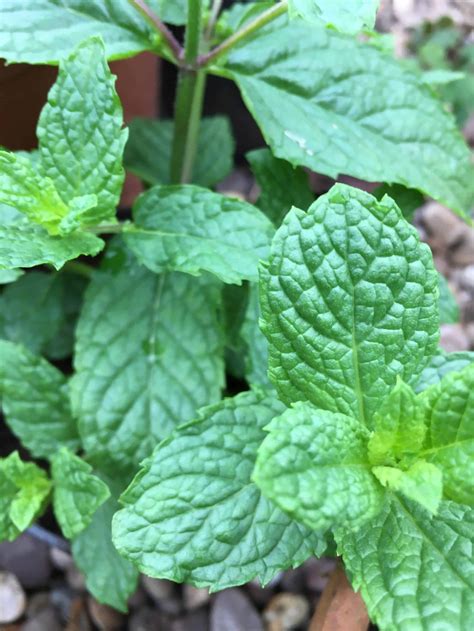 23 Uses For Fresh And Dried Mint Homegrown Herb Garden