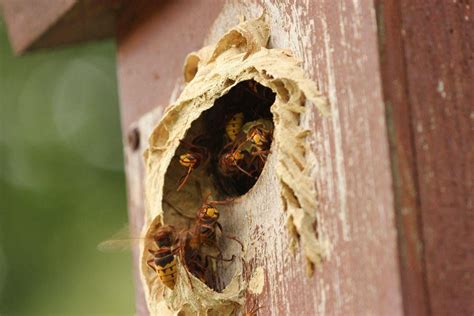 Hornissen sind auch in der lage während des sommers den standort zu wechseln und umzusiedeln ein nest kann also noch im juli oder august entstehen. Hornissen: Gefahr im Garten? | Hornissen, Tiere, Artenschutz