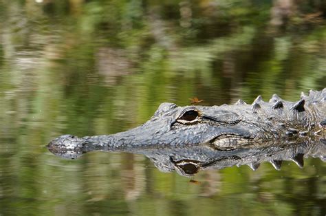 Alligator Everglades Florida Teilzeittravels
