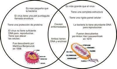 Cuadros Comparativos Entre Bacterias Y Virus Diferencias Y Semejanzas