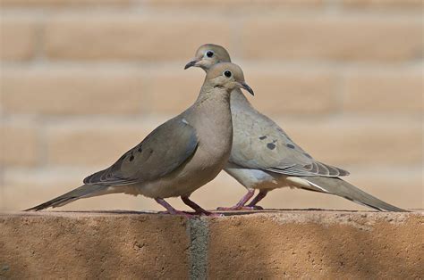 Two Doves Photograph By Liz Noffsinger Pixels