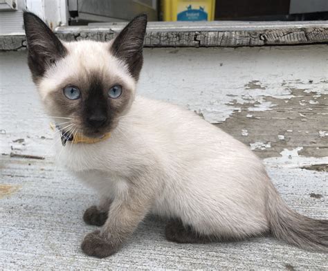 Siamese Cats For Sale Sanford Me Petzlover
