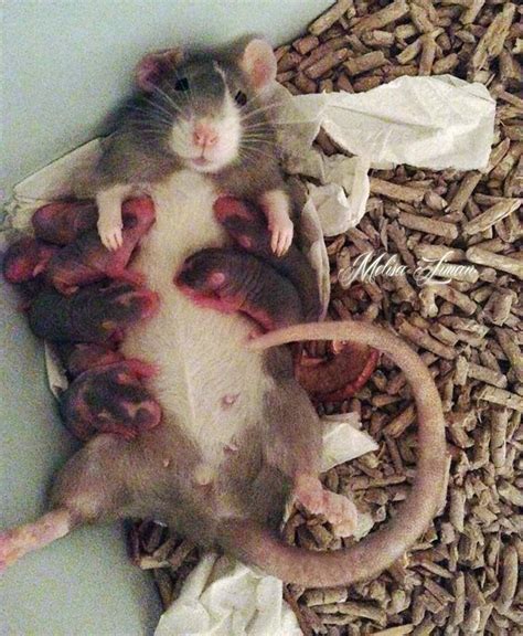 Elegant Animals That Look Like Rats