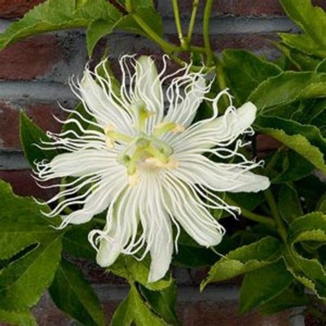 10 White Passion Flower Seeds Perennial Giant Flowers Garden Plant