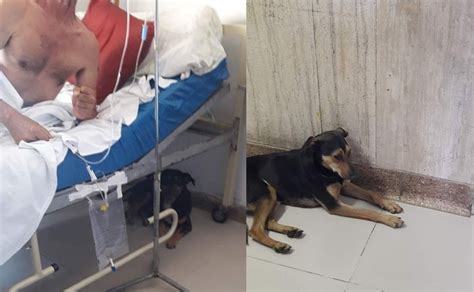Perros Esperan Que Su Dueño Se Recupere De Cirugía En Hospital
