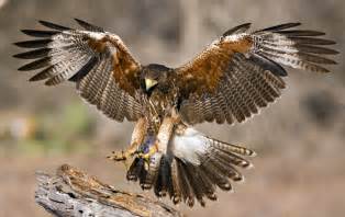 In early july i took several pictures of a falcon that flew above my head near a field where it was looking for mice in the grass. What's the Difference Between a Hawk and a Falcon?