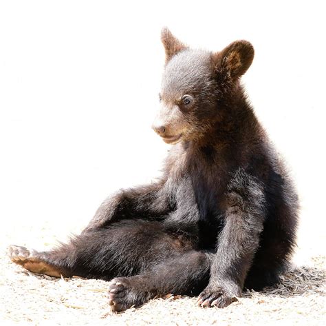 Baby Bear Cub Sitting Photograph By Athena Mckinzie Pixels