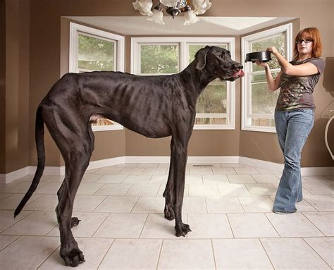 3 Year Old Great Dane Called Zeus From Otsego Michigan Is Featured In