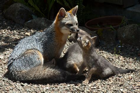 Two Charming Photos Of Gray Foxes With Kits By Kathryn Hile Mendonoma