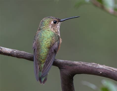 More images for how fast is a hummingbird's wings » Hummingbirds | Wings Over Skagit