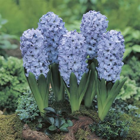 Delft Blue Bedding Hyacinth Bulbs Buy Online Boston Bulbs