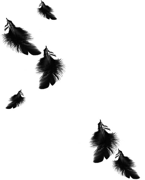 Download Mq Black Feather Feathers Floating Falling Black Feathers