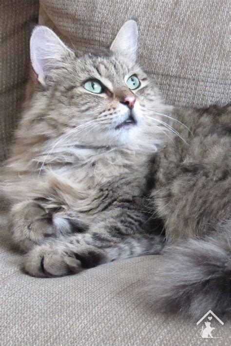 A Guide To The Domestic Long Hair Cat Tabby Cat Grey Pretty Cats