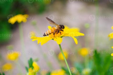 Honey Bee Pollinate Yellow Flowers 12809905 Stock Photo At Vecteezy