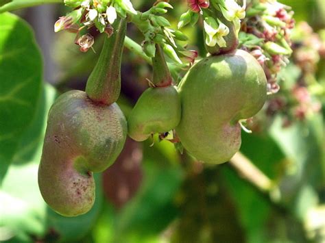 The shell of the kernal contains a thick caustic oil which can cause severe burns and skin irritation on contact. Growing vegetables with Ms Green Fingers: Cashew