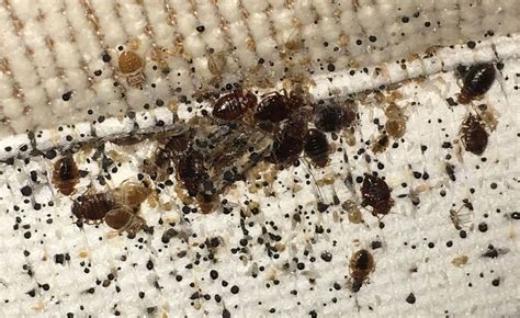 How To Pest Control Bed Bugs